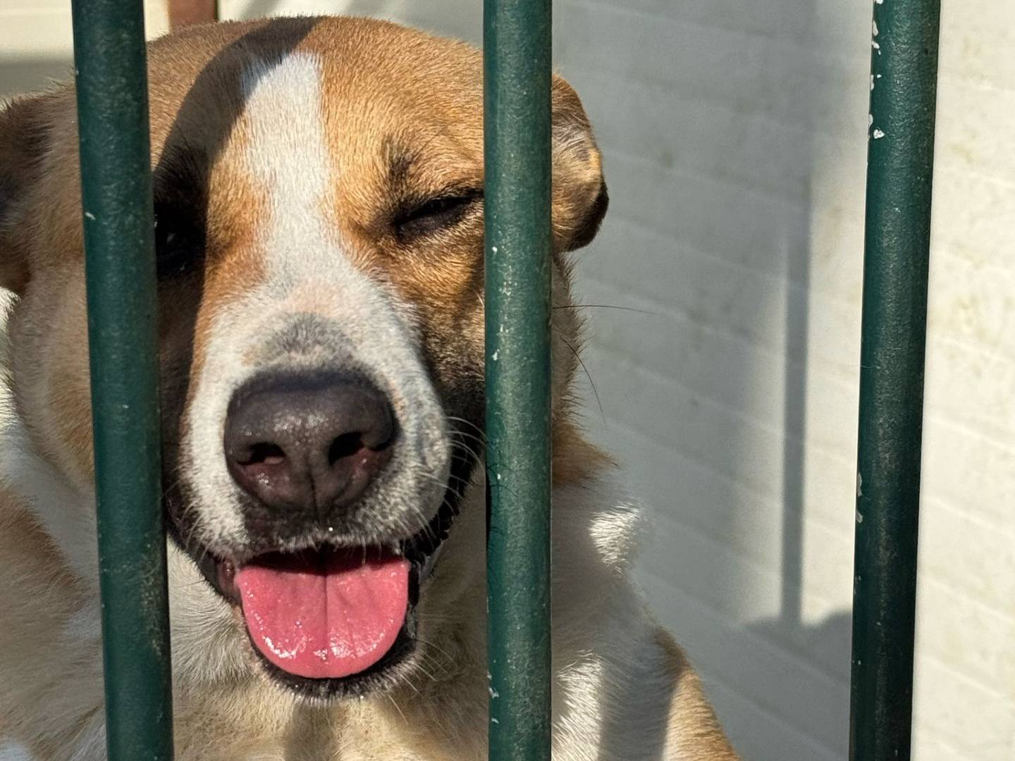 Adotta un cane, femmina, 3 anni, Milano