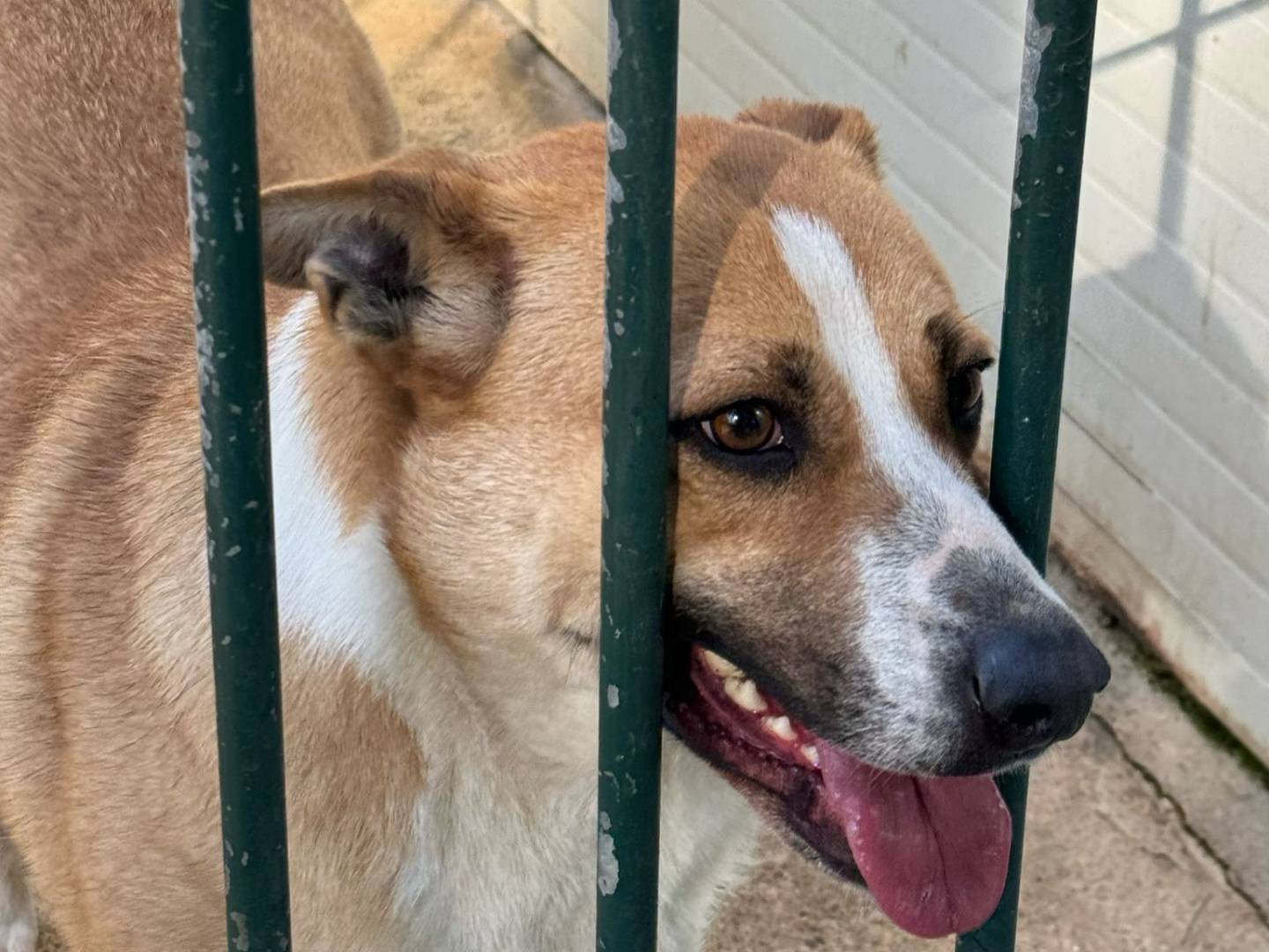 Adotta un cane, taglia media contenuta, femmina, Milano