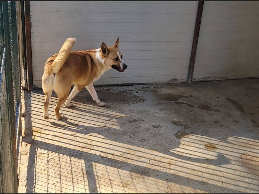 Vuoi adottare un cane a Milano?