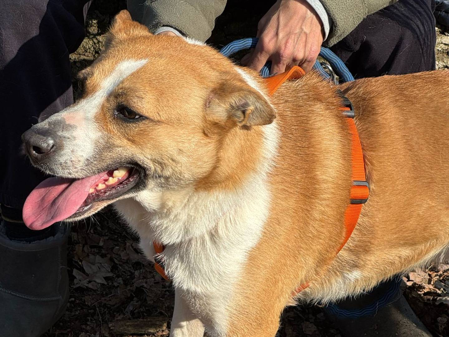 Adotta il cane MILLIE a Milano