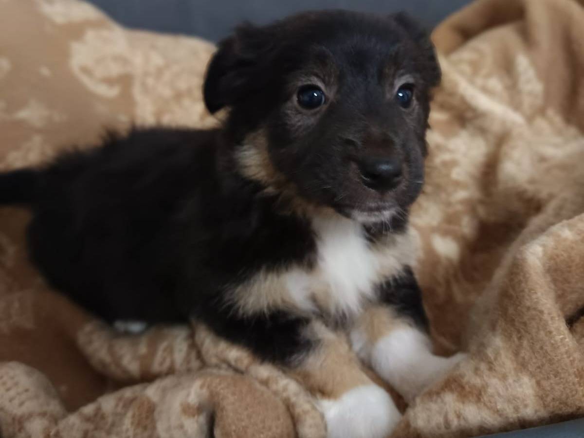 Adozione cane, femmina, Volpino di Pomerania Razza sconosciuta, 2 mesi, taglia piccola, Bologna