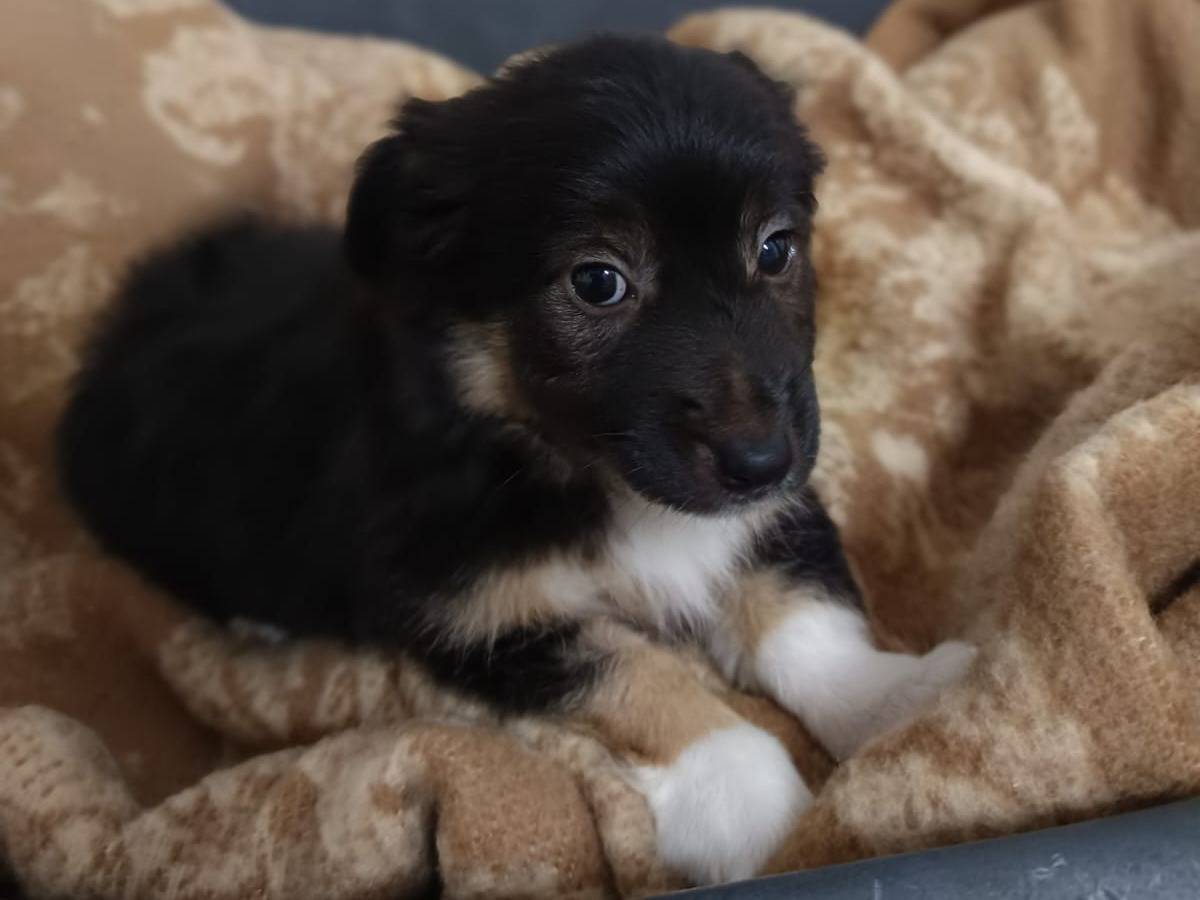 Adotta un cane, femmina, 2 mesi, Bologna