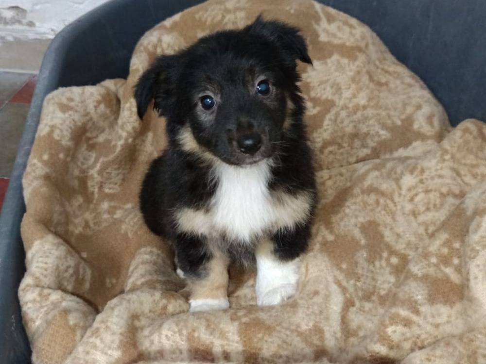 Adotta un cane, taglia piccola, femmina, Bologna