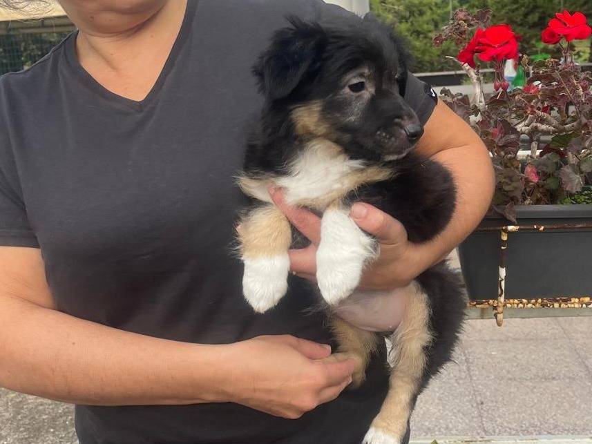 Vuoi adottare un cane a Bologna?