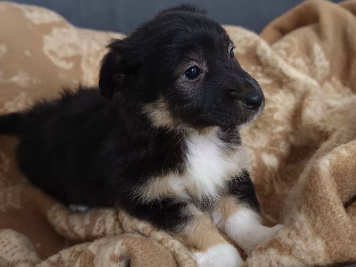 Adotta il cane Daisy a Bologna