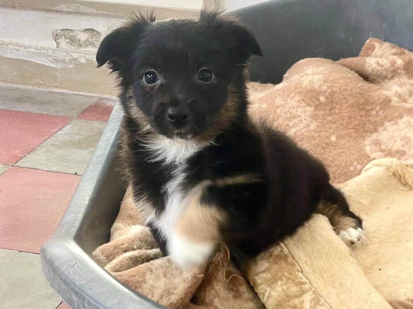 Adozione cane, femmina, Volpino di Pomerania Razza sconosciuta, 2 mesi, taglia piccola, Pavia