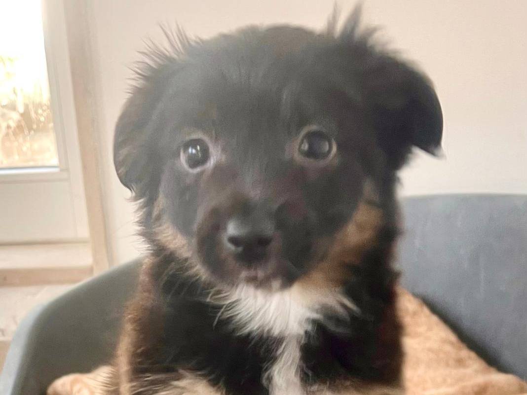 Adotta un cane, femmina, 2 mesi, Pavia