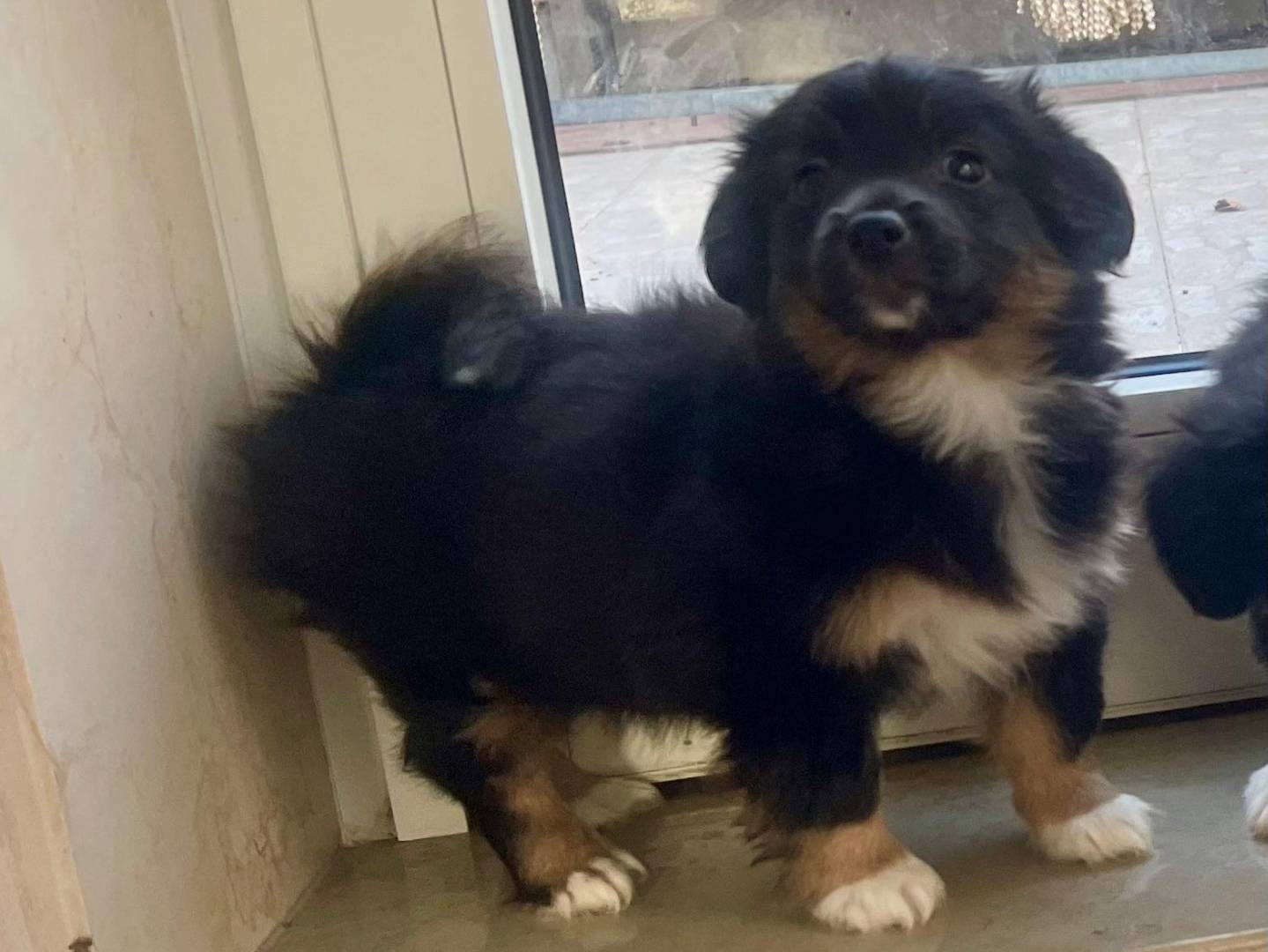 Adotta un cane, taglia piccola, femmina, Pavia