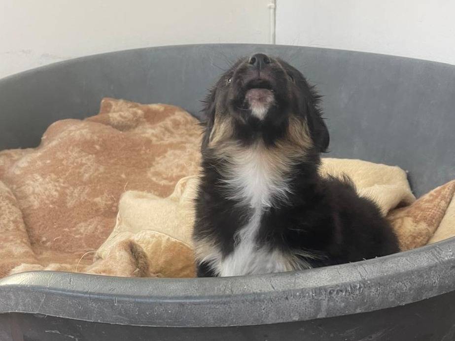 Vuoi adottare un cane a Pavia?