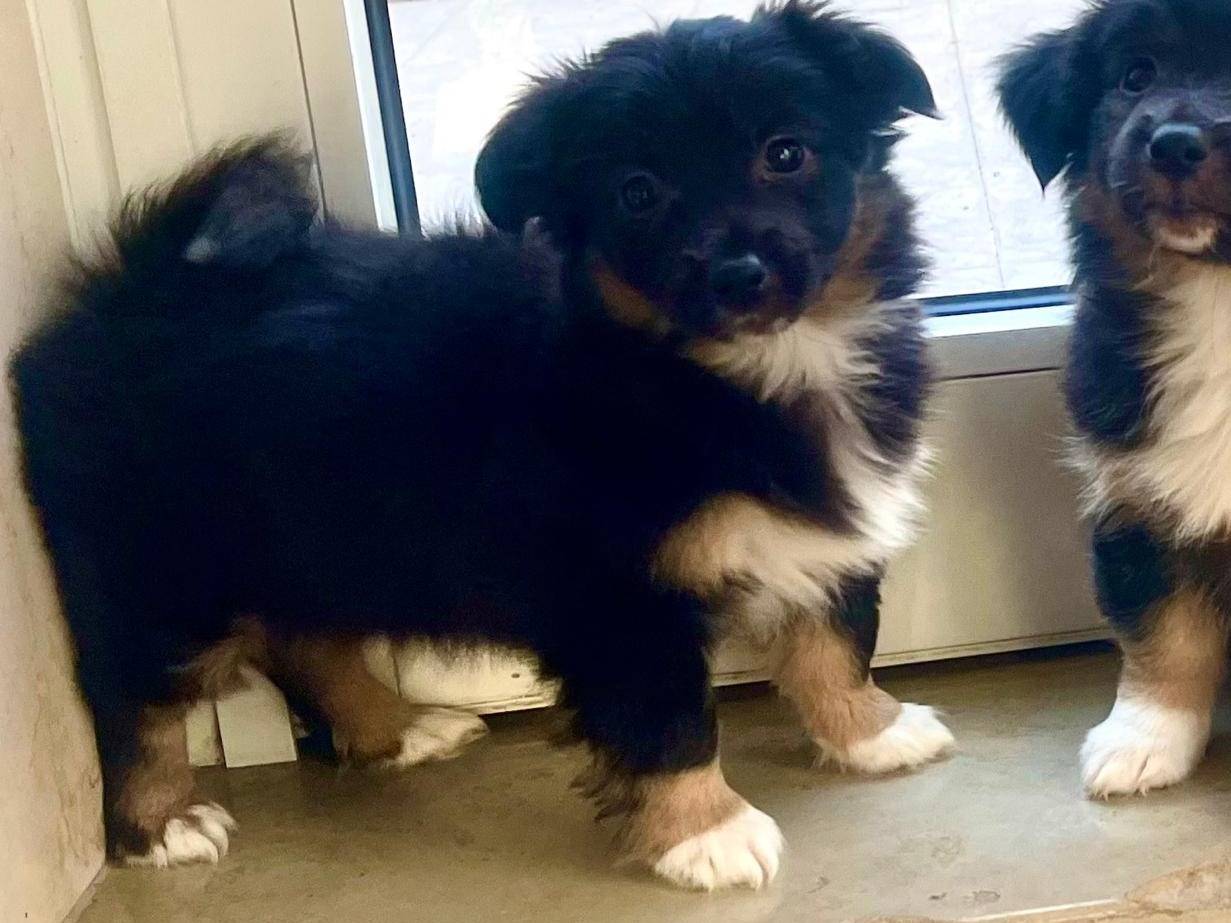 Adotta il cane Violet a Pavia