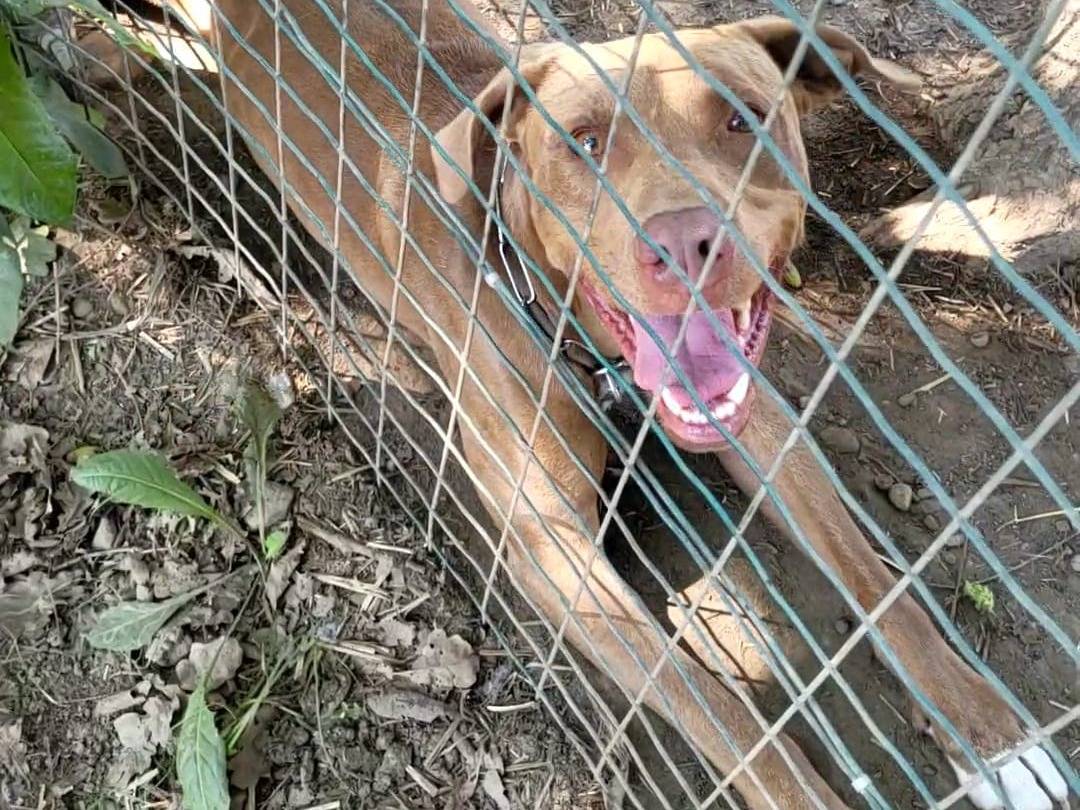 Vuoi adottare un cane a Milano?