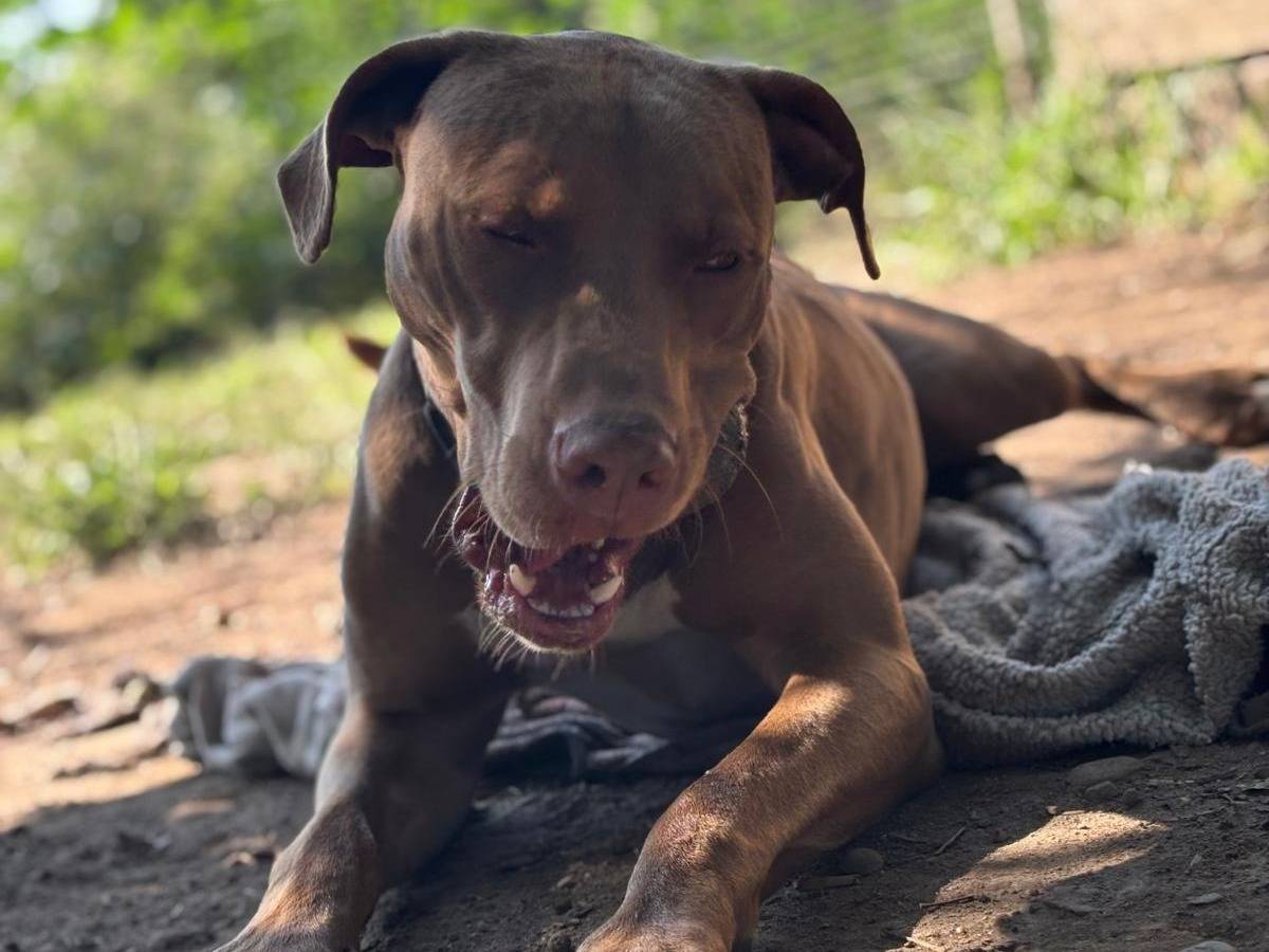 Adotta il cane ZORO a Milano