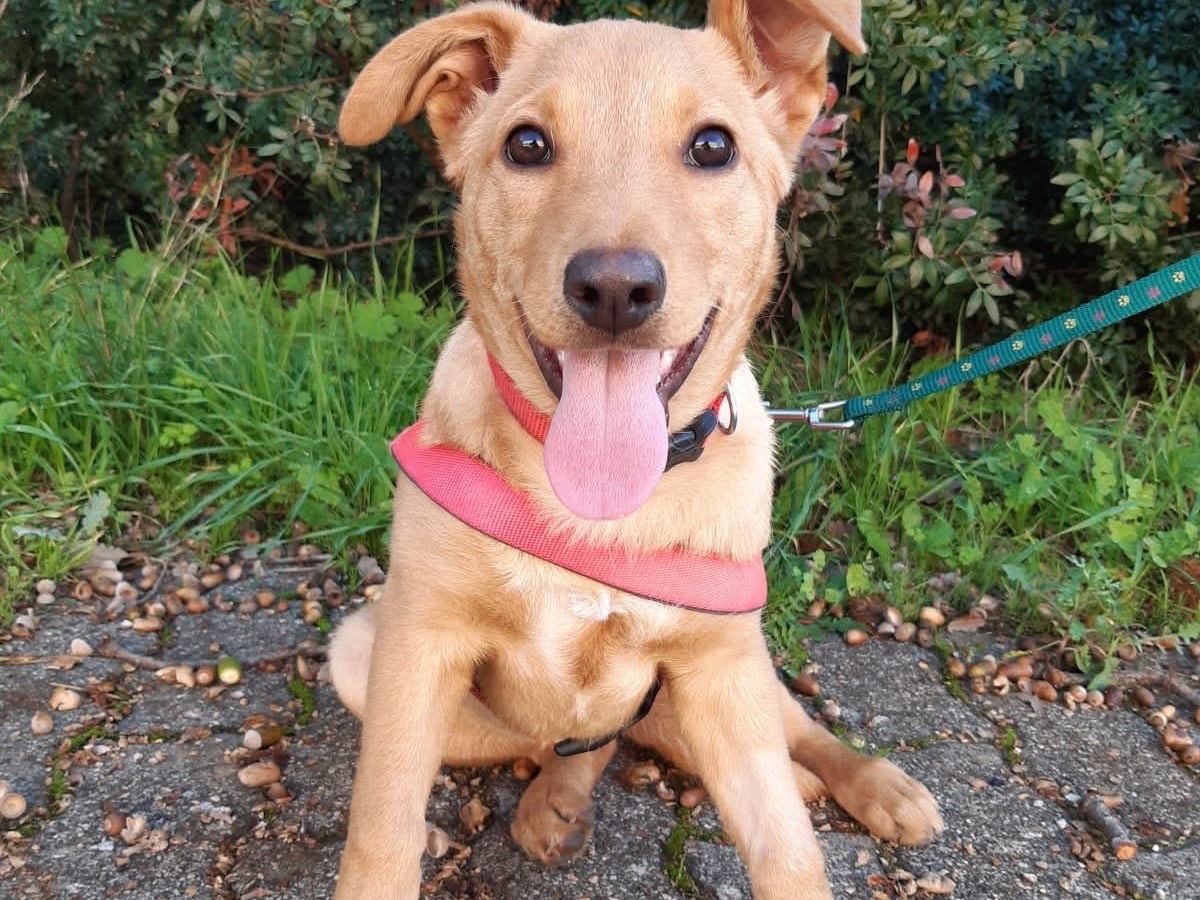 Adozione cane, femmina, Razza sconosciuta Razza sconosciuta, 3 mesi, taglia media, Bari