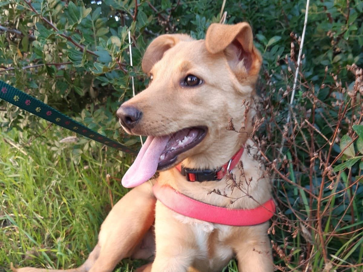 Adotta un cane, femmina, 3 mesi, Bari