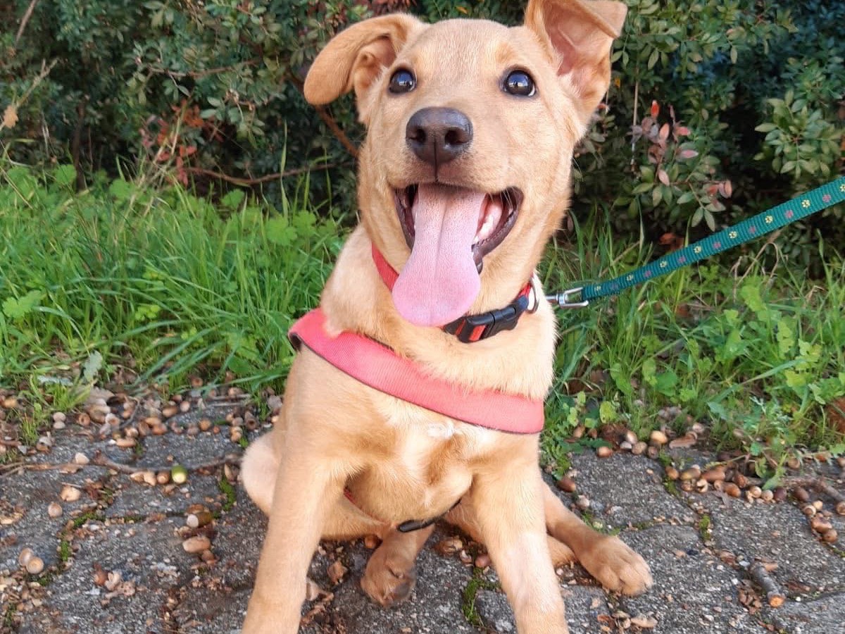 Adotta un cane, taglia media, femmina, Bari