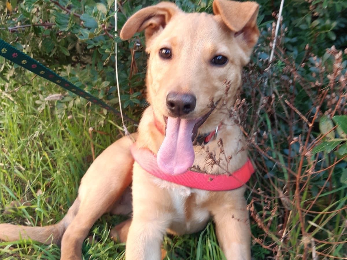 Vuoi adottare un cane a Bari?