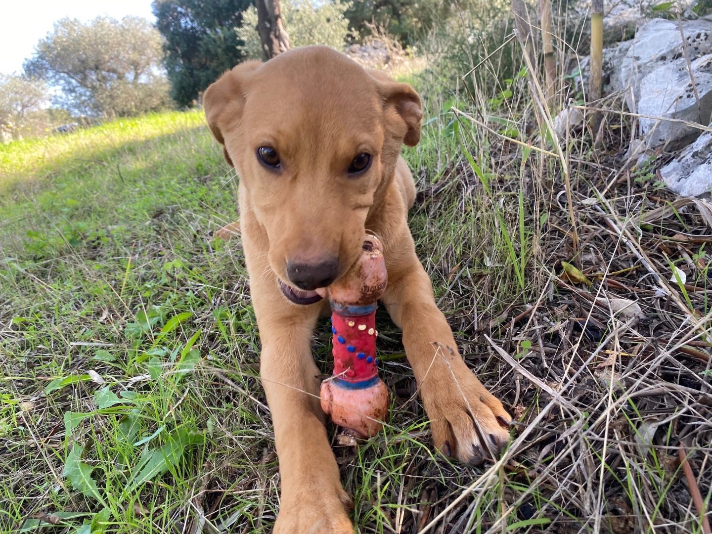Vuoi adottare un cane a Bari?
