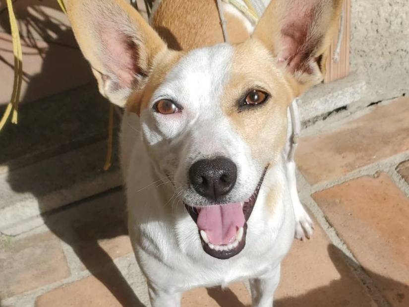 Adotta un cane, femmina, 4 anni, Varese