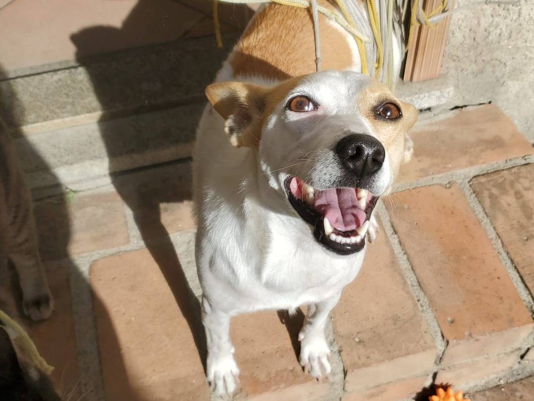 Adotta un cane, taglia piccola, femmina, Varese