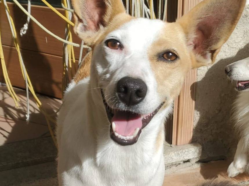 Vuoi adottare un cane a Varese?