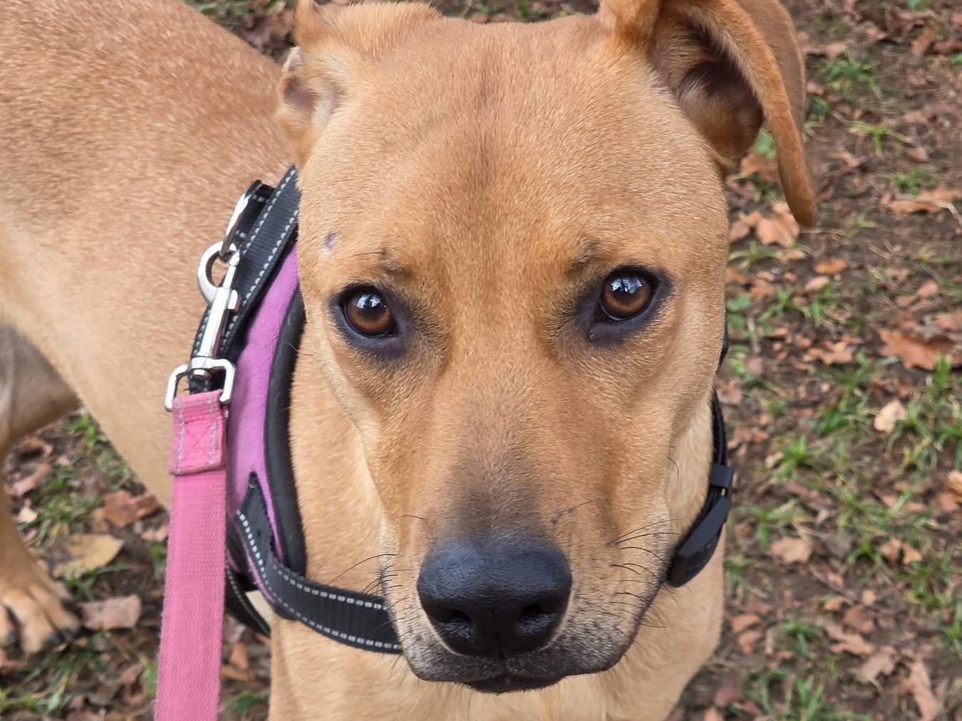 Adozione cane, femmina, Razza sconosciuta Razza sconosciuta, 9 mesi, taglia media contenuta, Bergamo