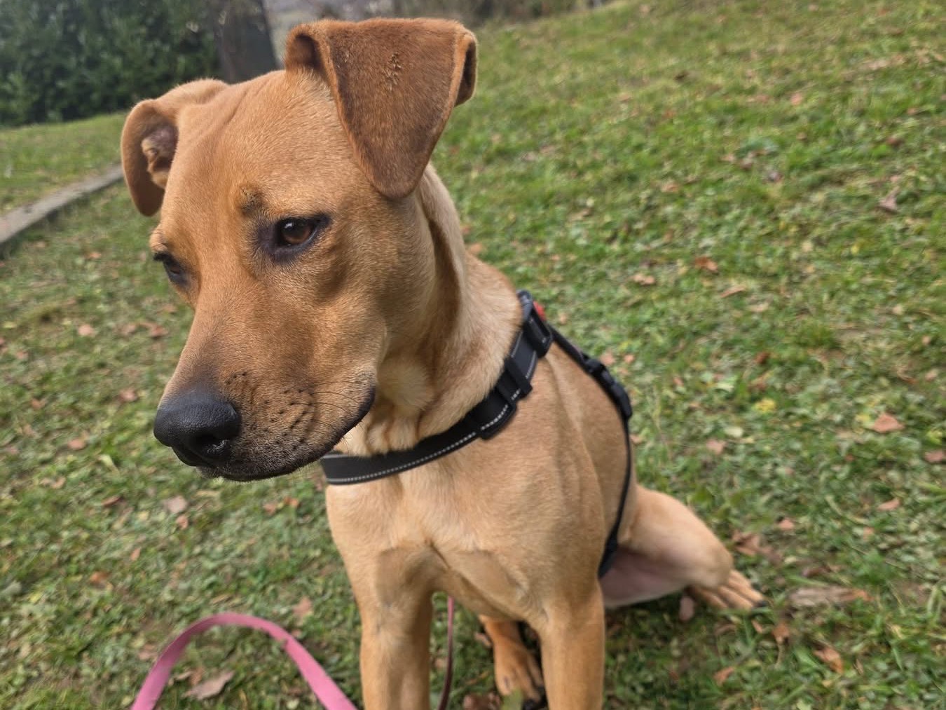 Adotta un cane, femmina, 9 mesi, Bergamo