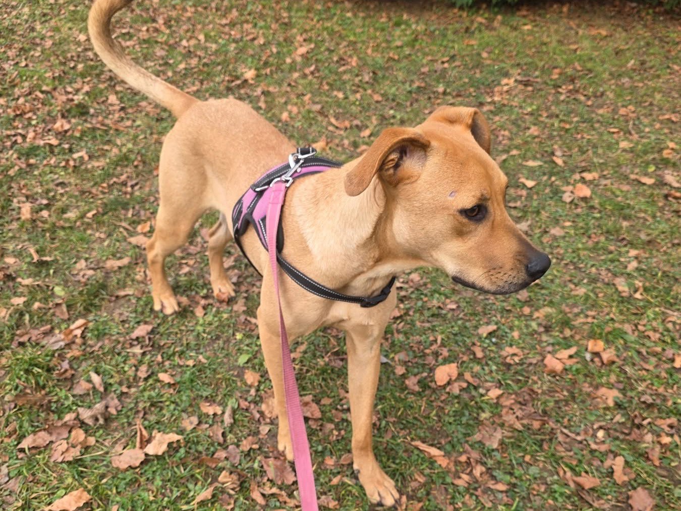 Adotta un cane, taglia media contenuta, femmina, Bergamo