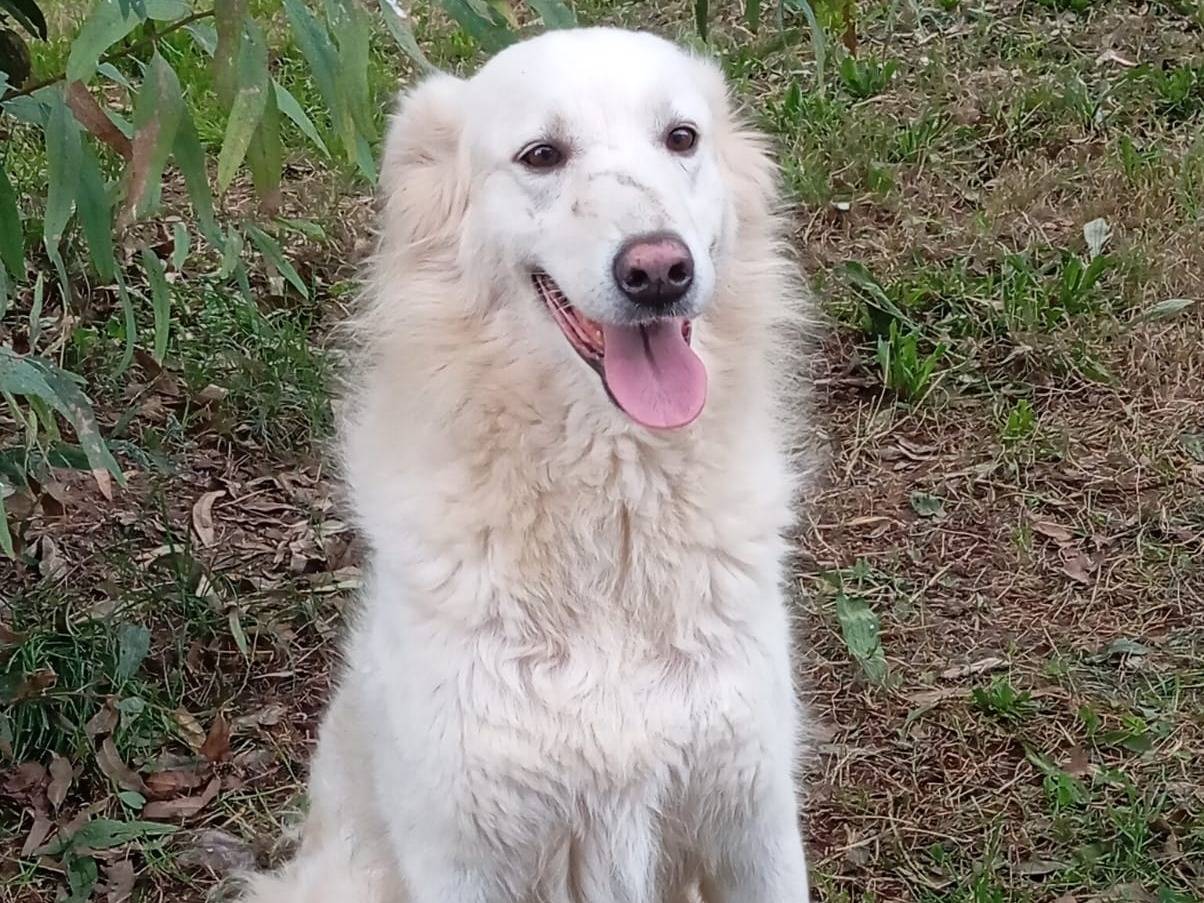 Adozione cane, femmina, Razza sconosciuta Razza sconosciuta, 6 anni, taglia media, Caserta