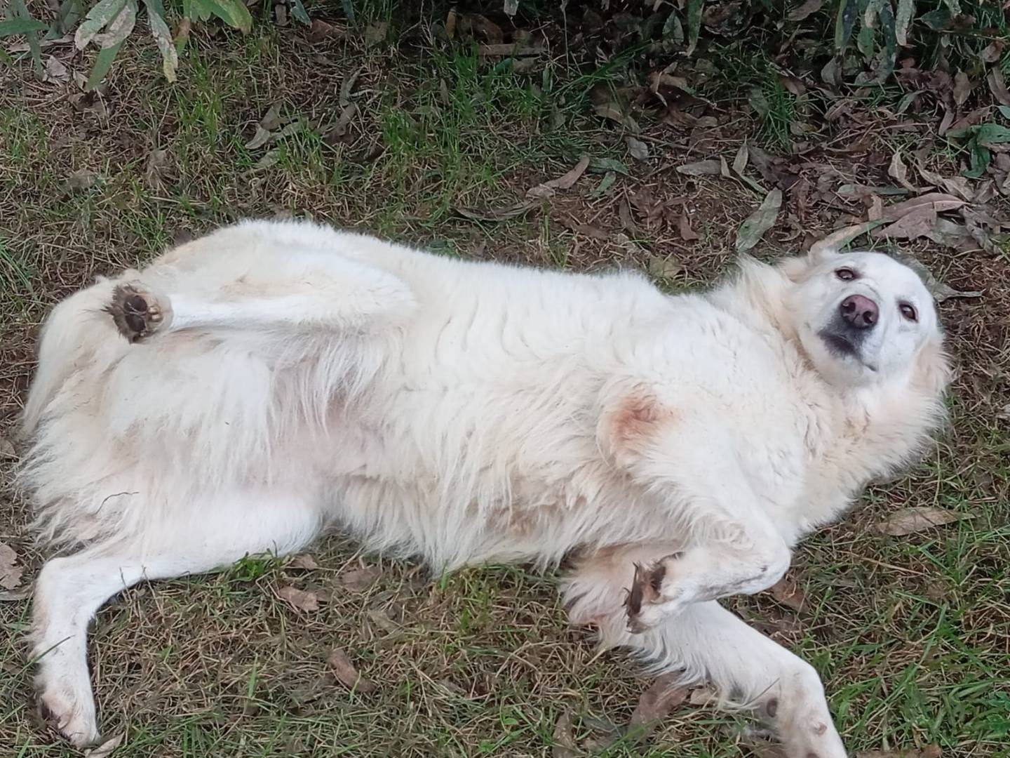 Adotta un cane, femmina, 6 anni, Caserta