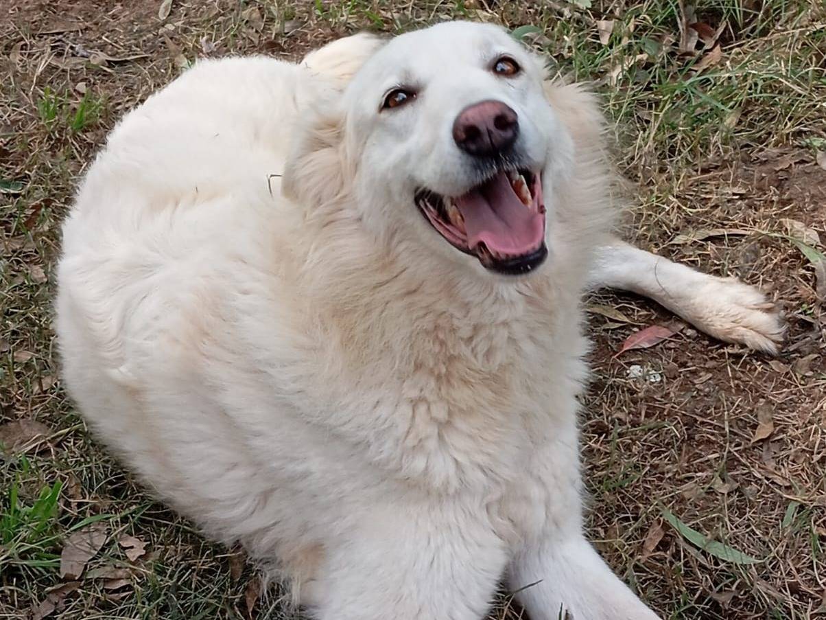 Adotta un cane, taglia media, femmina, Caserta