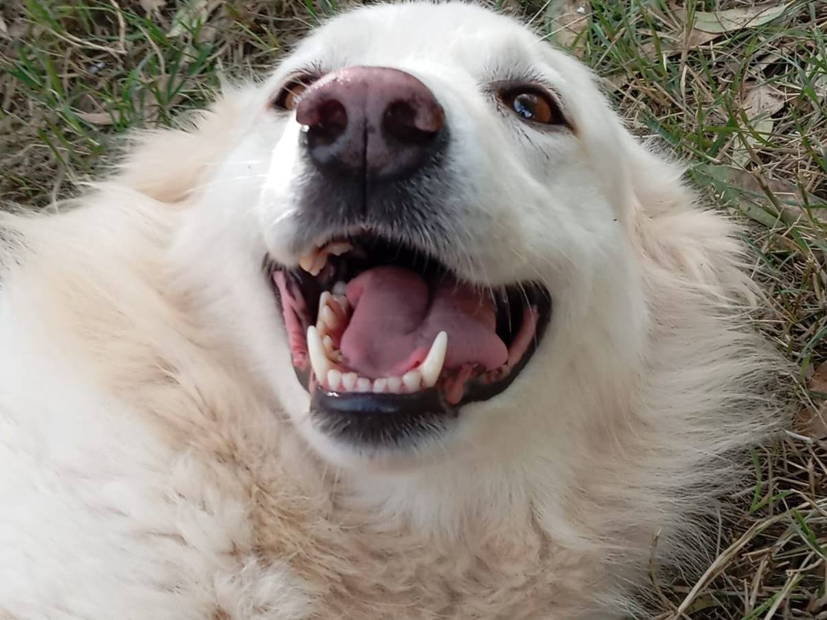 Vuoi adottare un cane a Caserta?