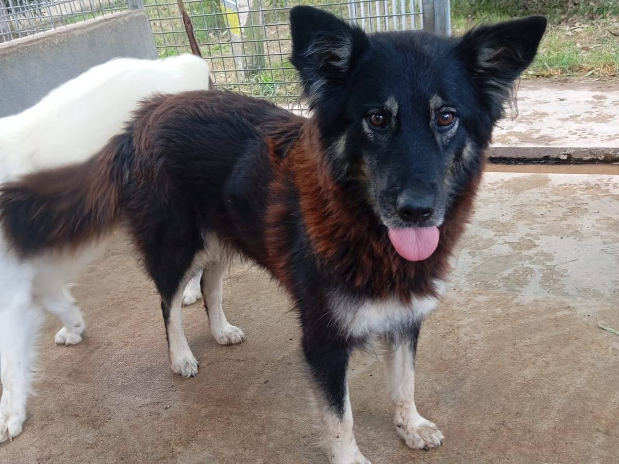 Adozione cane, femmina, Razza sconosciuta Razza sconosciuta, 7 anni, taglia media, Caserta