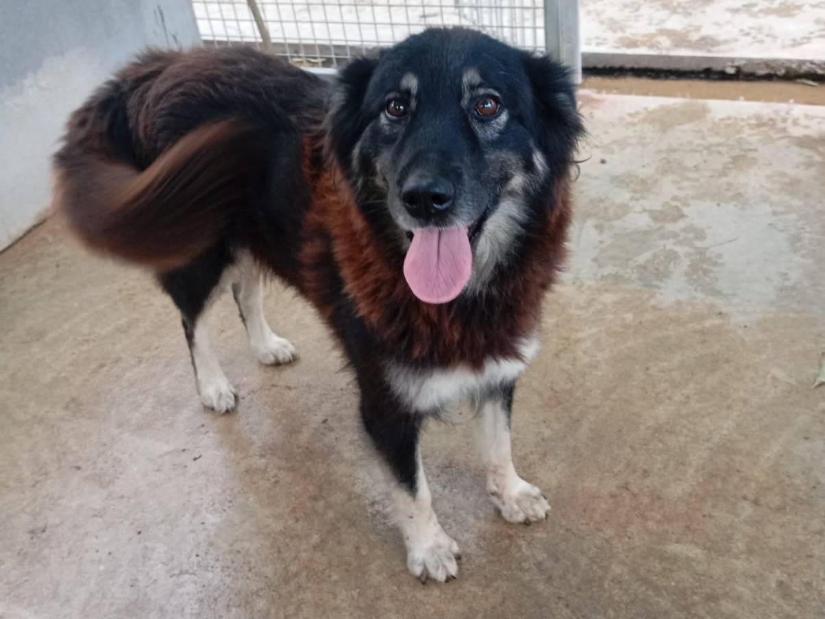 Adotta un cane, femmina, 7 anni, Caserta