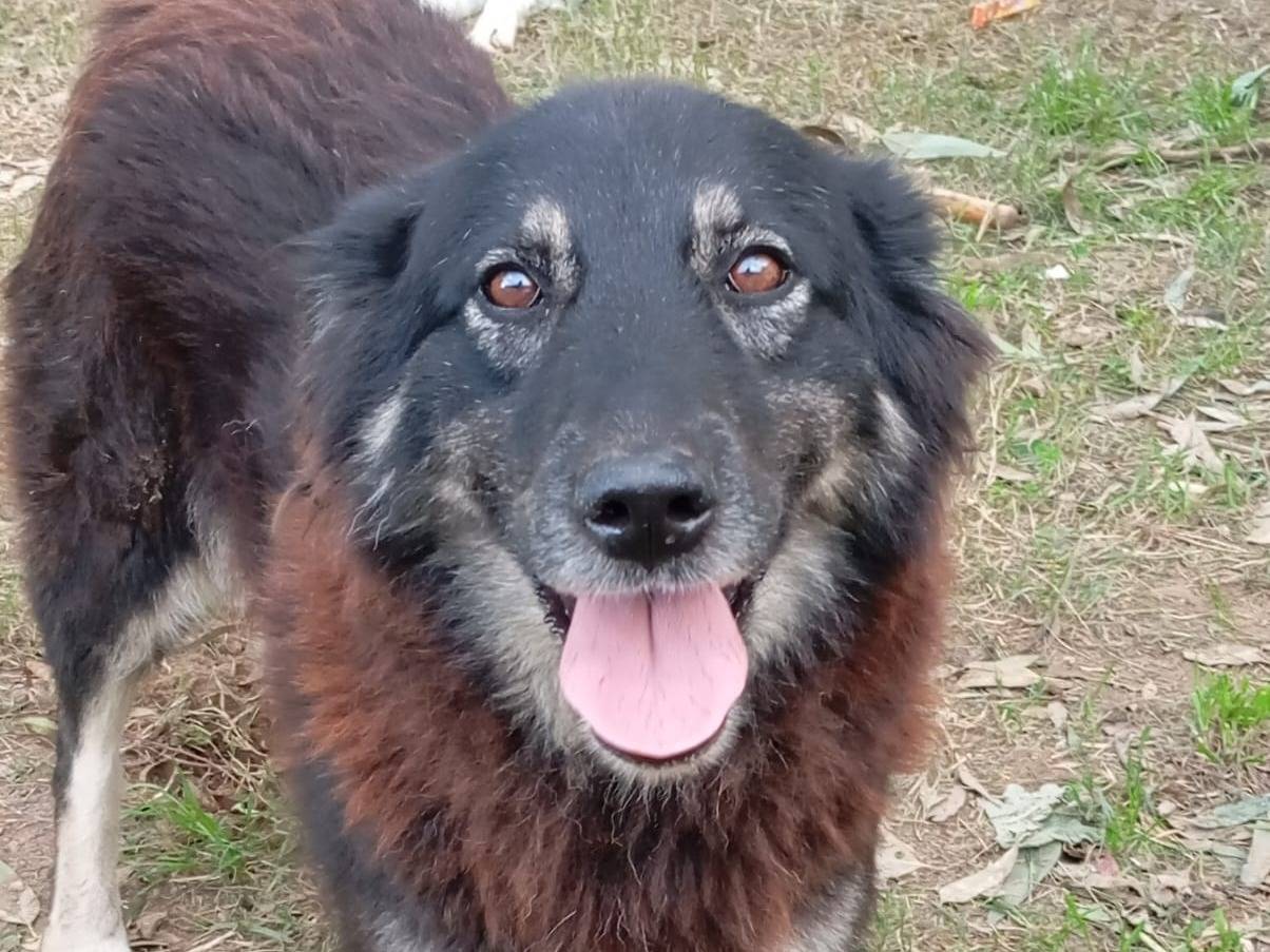 Adotta un cane, taglia media, femmina, Caserta