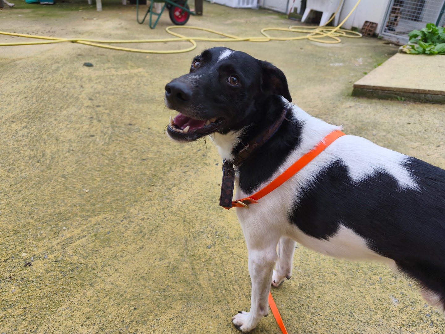 Adozione cane, maschio, Razza sconosciuta Razza sconosciuta, 4 anni e 5 mesi, taglia media contenuta, Savona