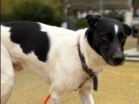 Adotta un cane, maschio, 4 anni e 5 mesi, Savona