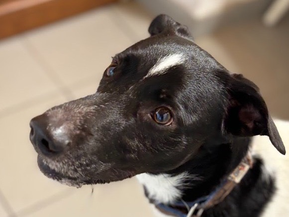 Vuoi adottare un cane a Savona?