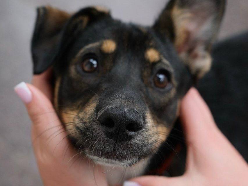 Adozione cane, femmina, Razza sconosciuta Razza sconosciuta, 1 anno e 1 mese, taglia media contenuta, Parma