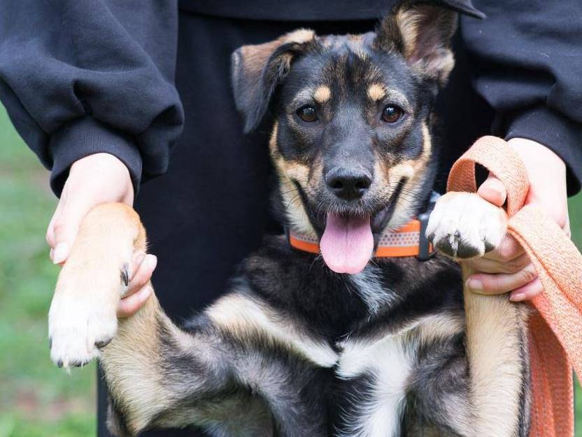Adotta un cane, femmina, 1 anno e 1 mese, Parma