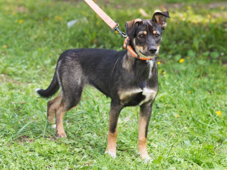 Adotta un cane, taglia media contenuta, femmina, Parma