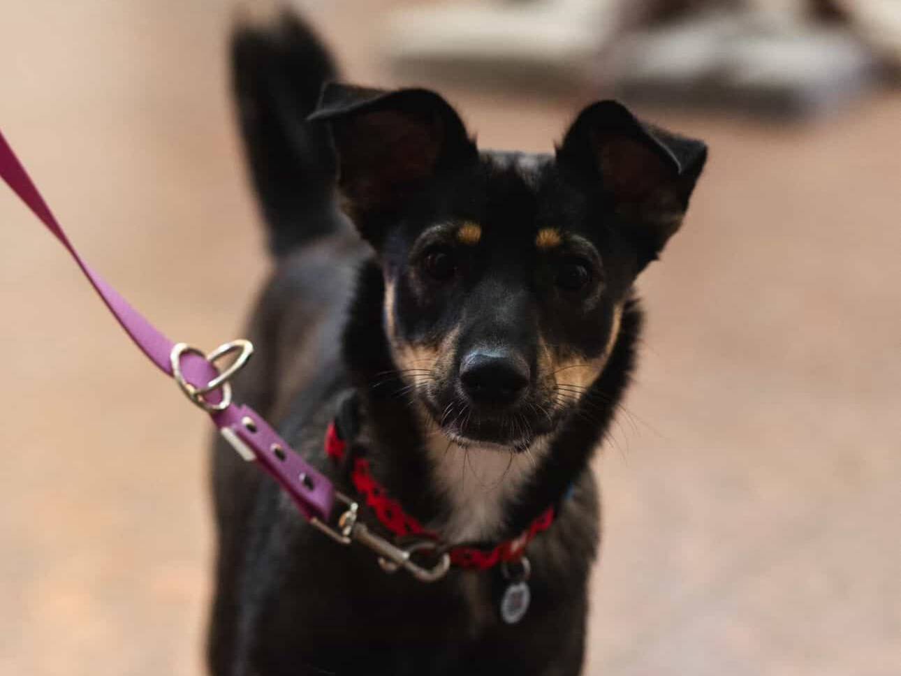 Vuoi adottare un cane a Parma?