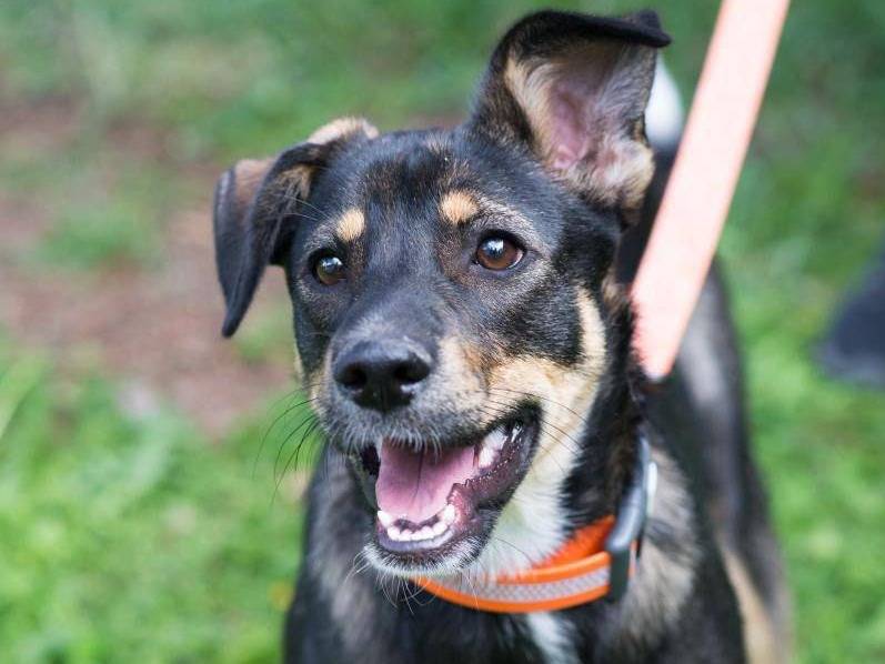 Adotta il cane MIKY a Parma