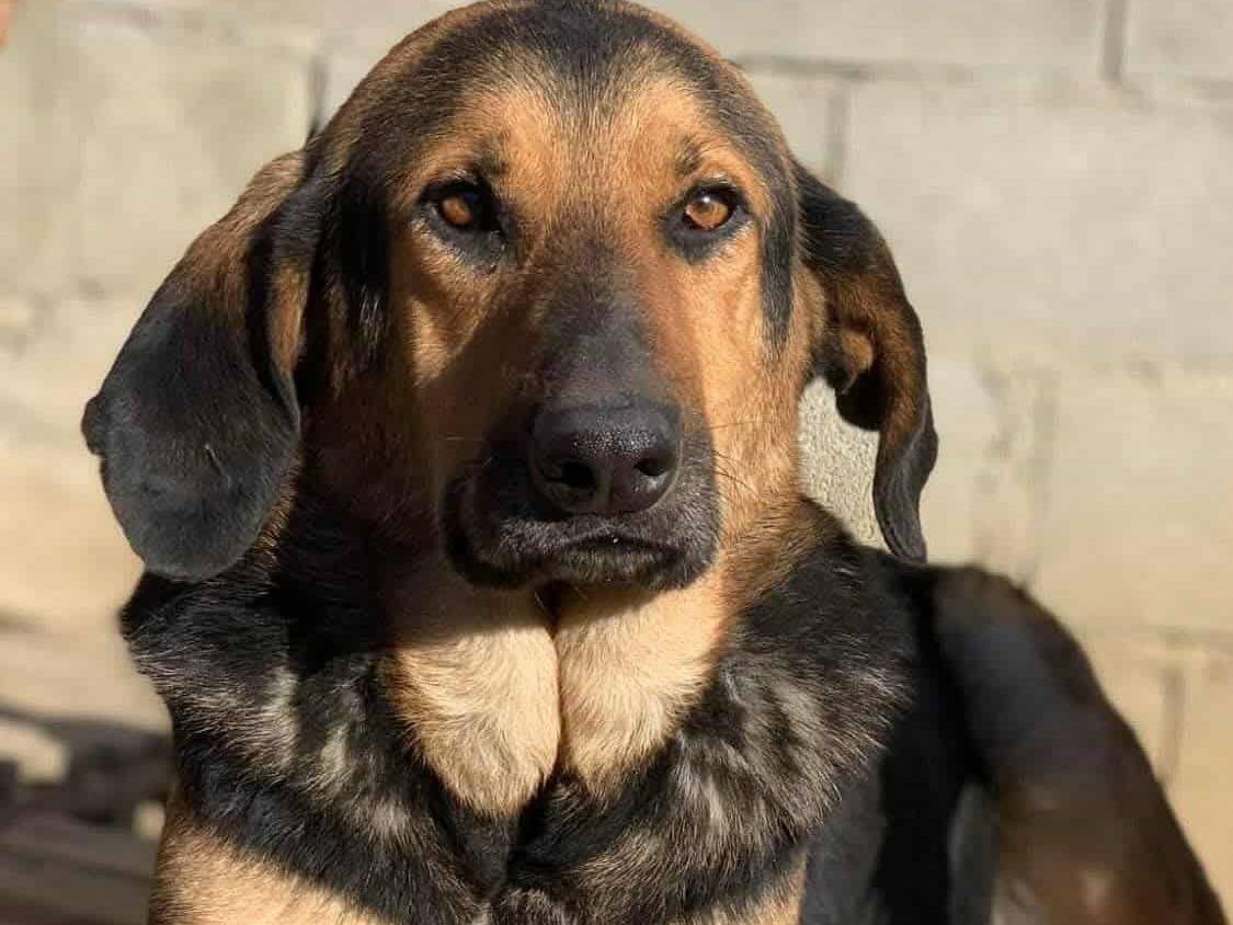 Adozione cane, maschio, Razza sconosciuta Razza sconosciuta, 4 anni e 7 mesi, taglia media, Firenze