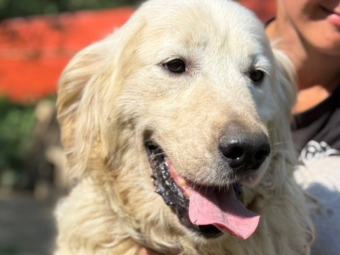 Adozione cane, maschio, Razza sconosciuta Razza sconosciuta, 7 anni, taglia grande, Firenze