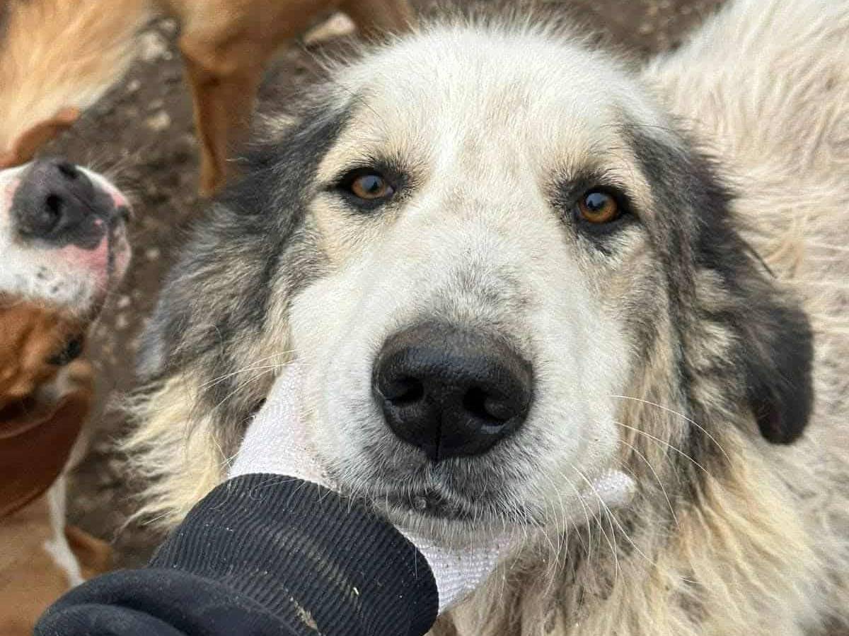 Adozione cane, maschio, Razza sconosciuta Razza sconosciuta, 5 anni e 10 mesi, taglia gigante, Firenze