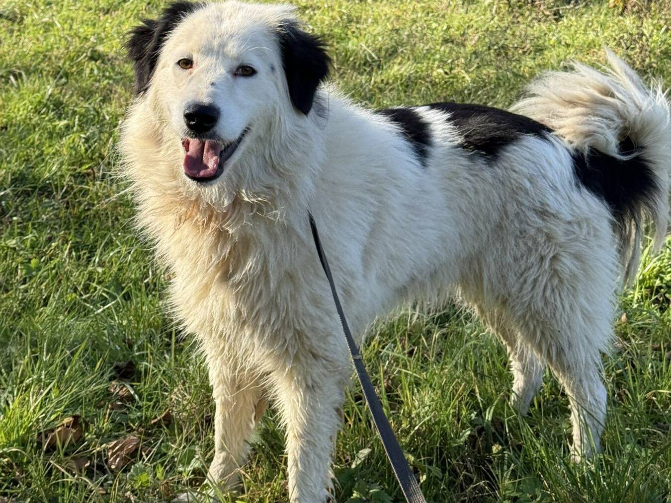 Adotta un cane, femmina, 1 anno e 9 mesi, Firenze