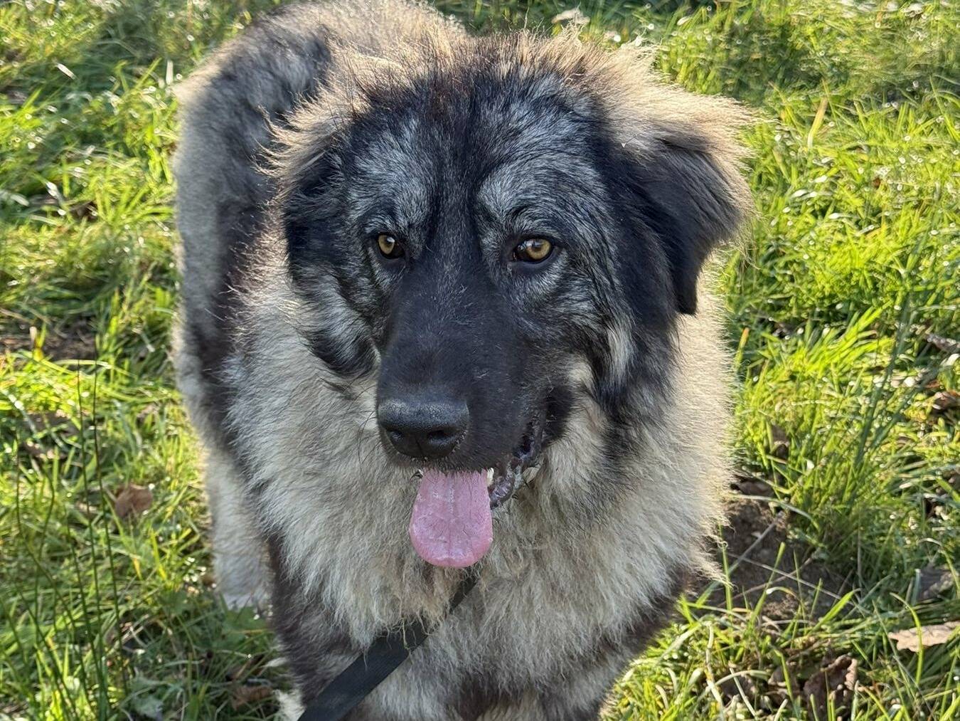 Adotta il cane OLIMPIA ATHENA e ULISSE a Firenze