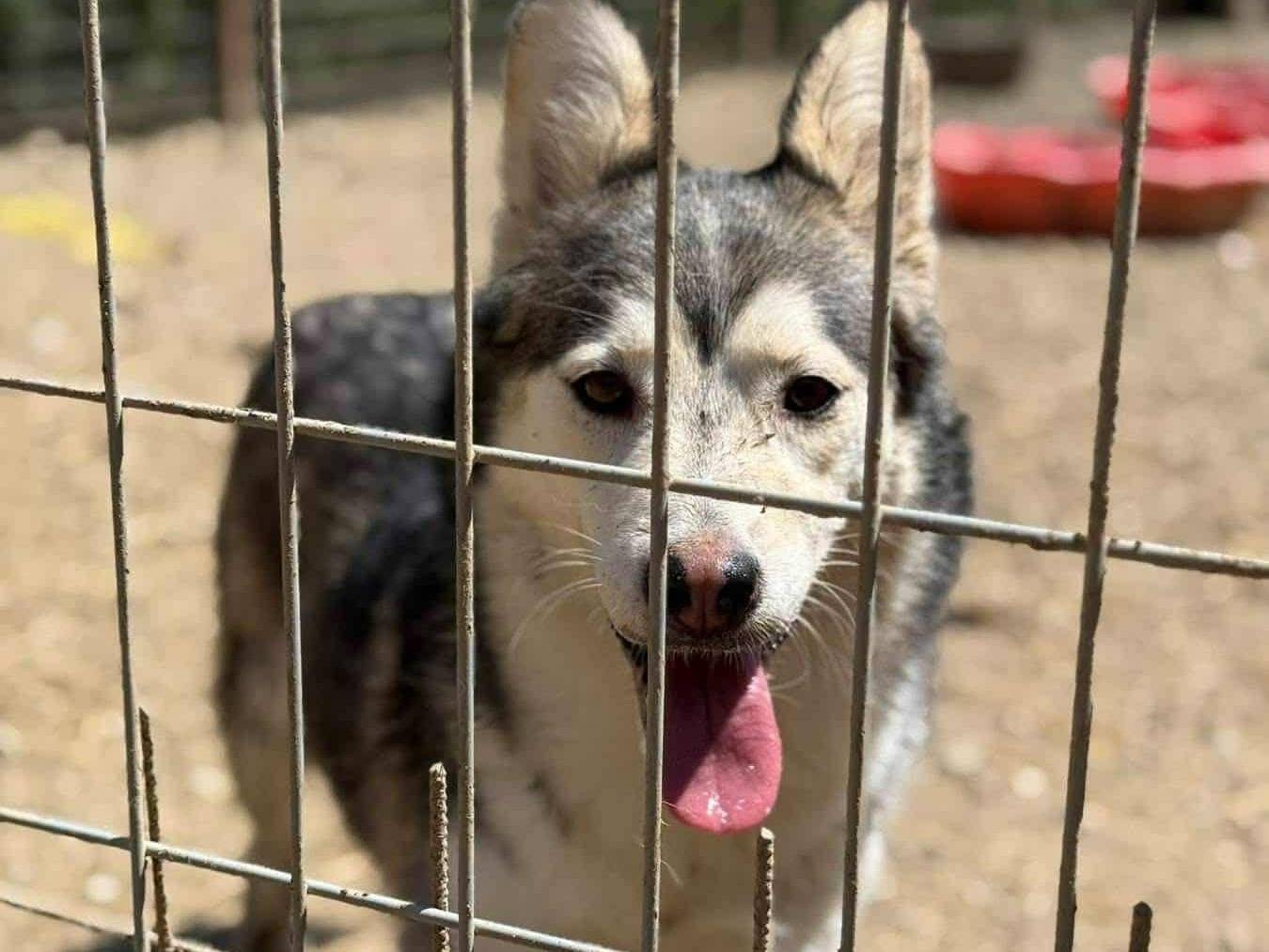 Adotta il cane AKIRA a Firenze