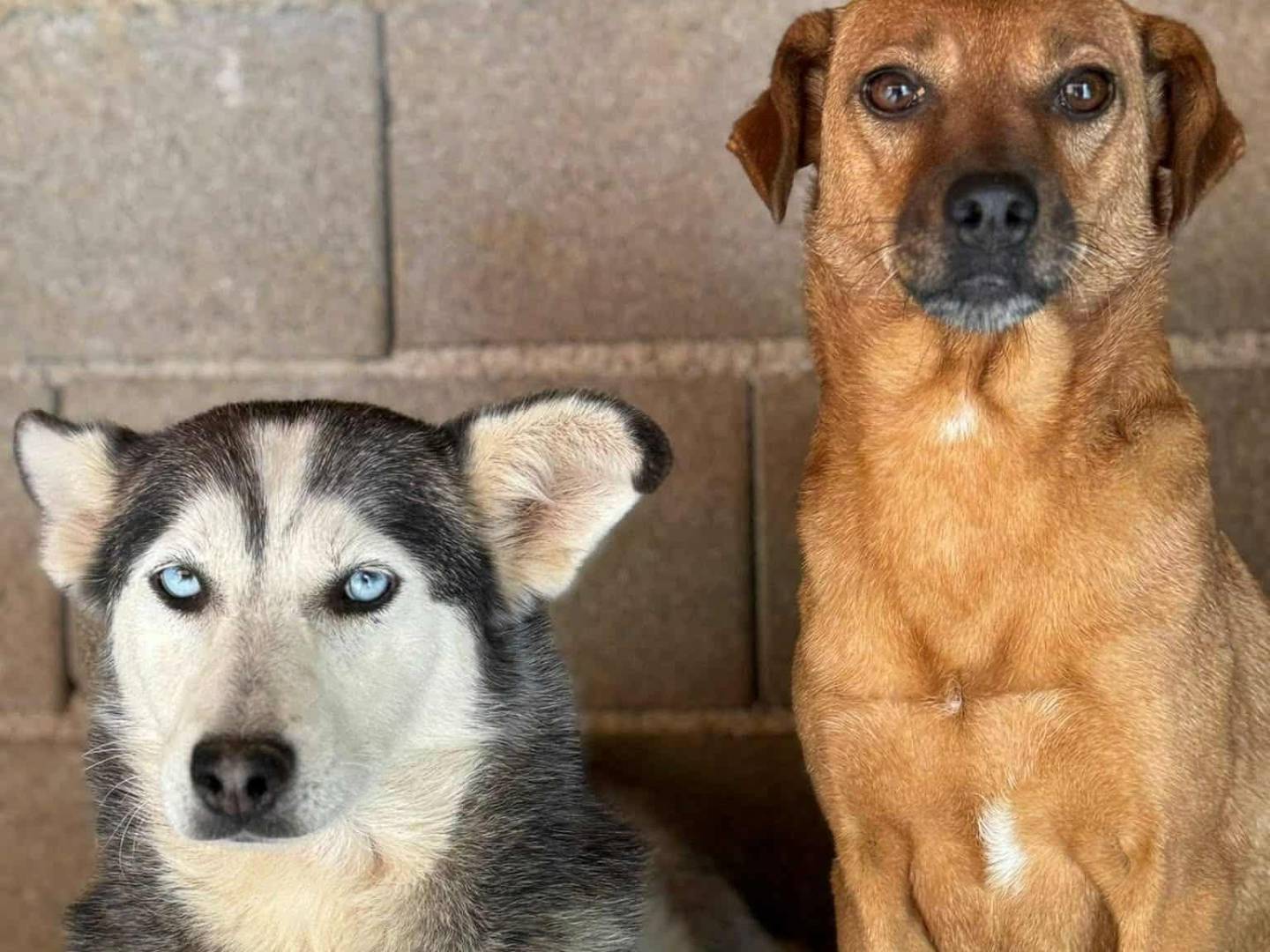 Adozione cane, femmina, Razza sconosciuta Razza sconosciuta, 3 anni e 4 mesi, taglia media contenuta, Firenze