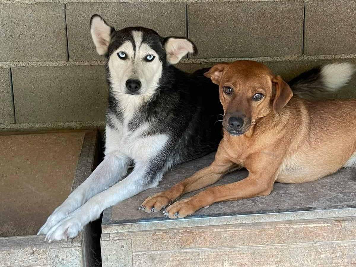 Vuoi adottare un cane a Firenze?